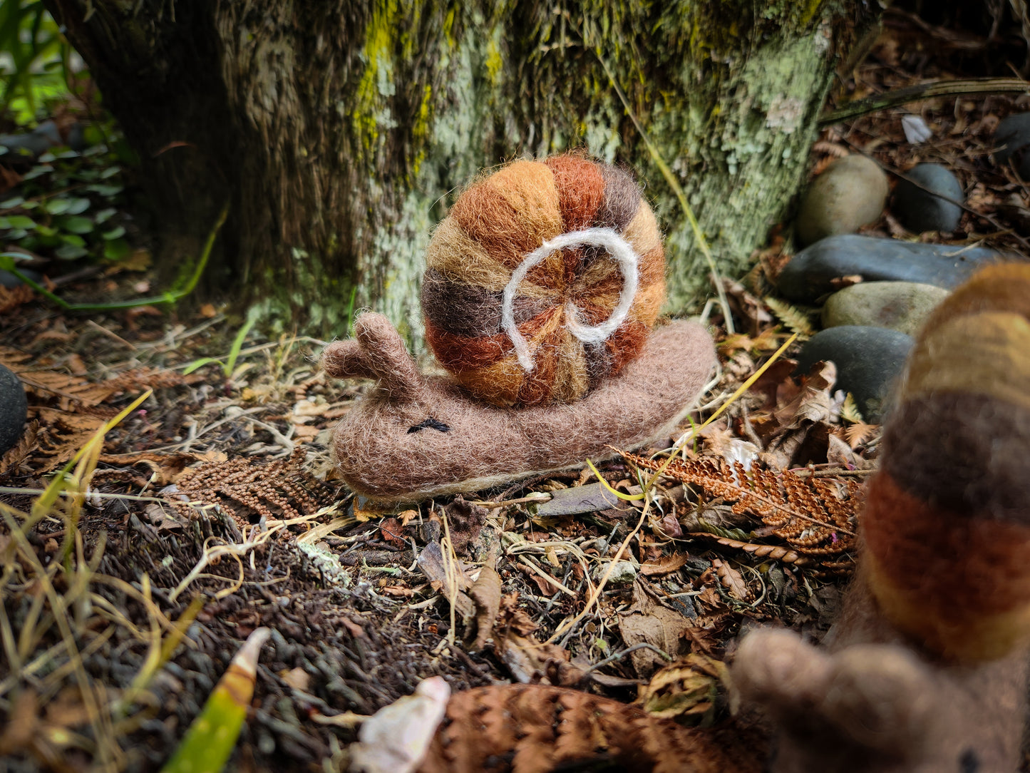 Kauri Snail